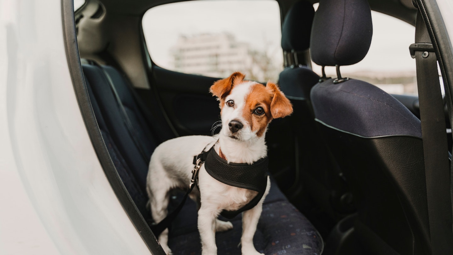Dog harness discount for car boot